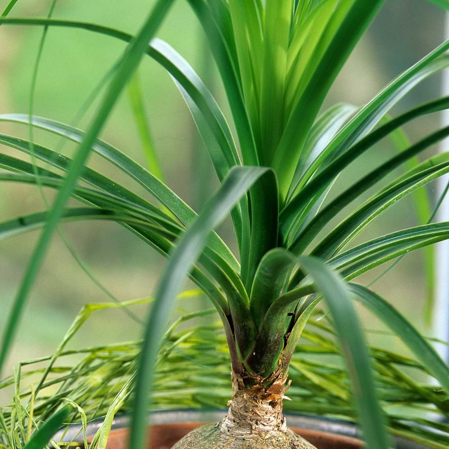 Ponytail Palm