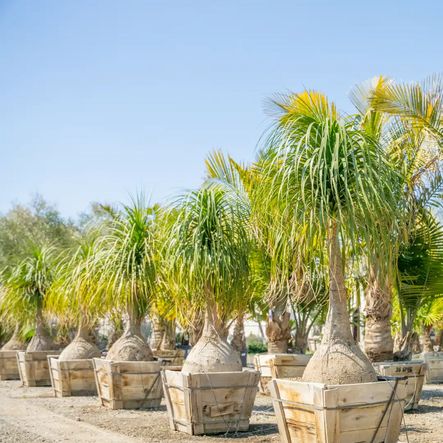 Ponytail Palm