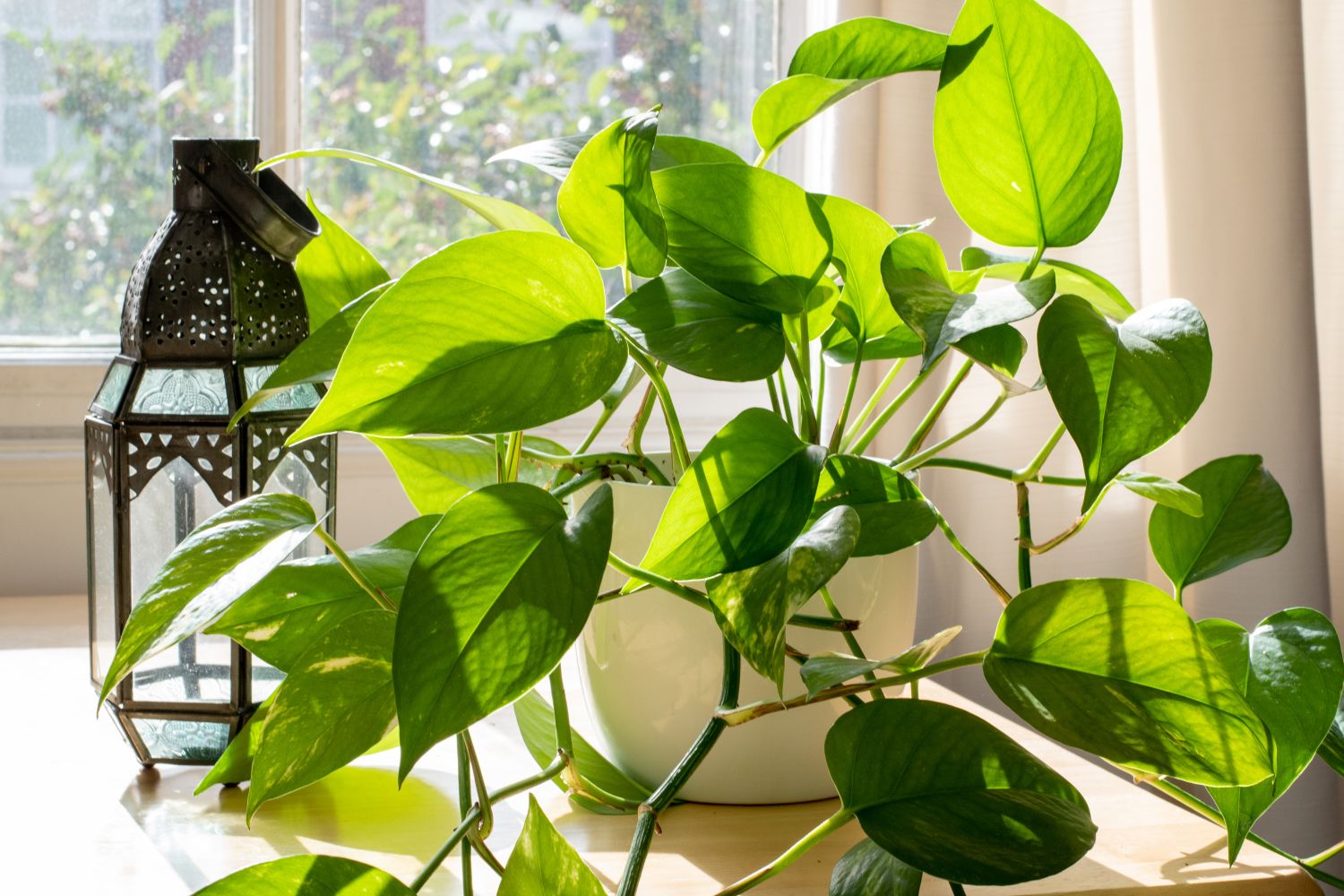 pothos foglie mosce Pothos – Fragrance Plants and Flowers