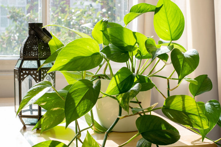 pothos foetidus plant Pothos – Fragrance Plants and Flowers