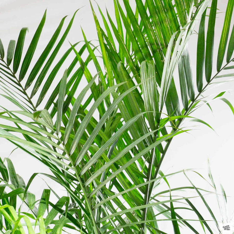 mystic palm plant Majesty Palm – Fragrance Plants and Flowers