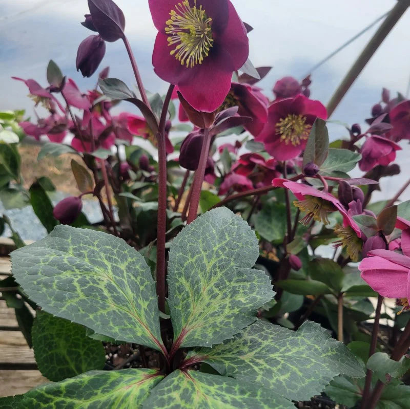 Helleborus