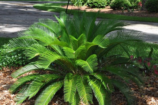 Sago Palm