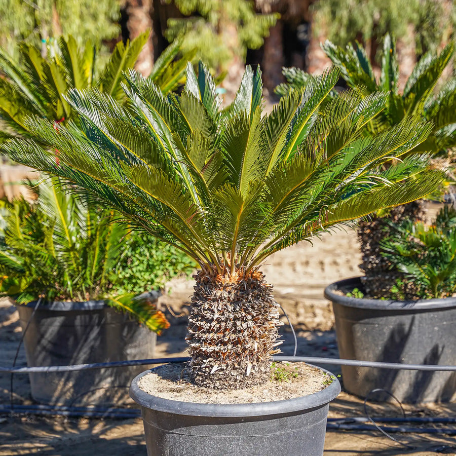 pistol palm plant Sago Palm – Fragrance Plants and Flowers