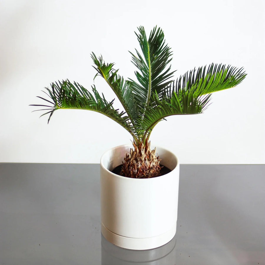 is sago palm an indoor plant Sago Palm – Fragrance Plants and Flowers