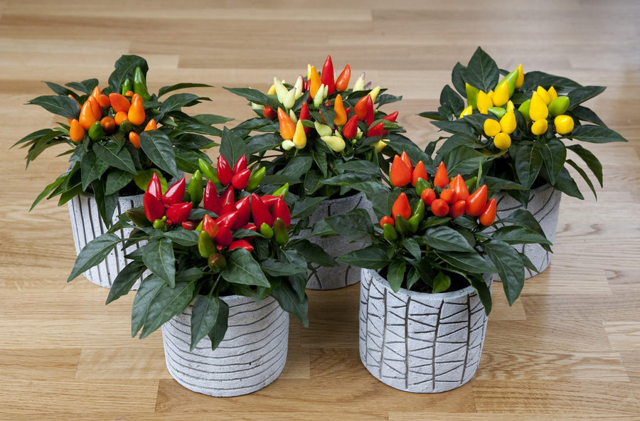 Ornamental Peppers