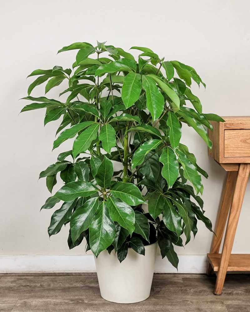 Schefflera