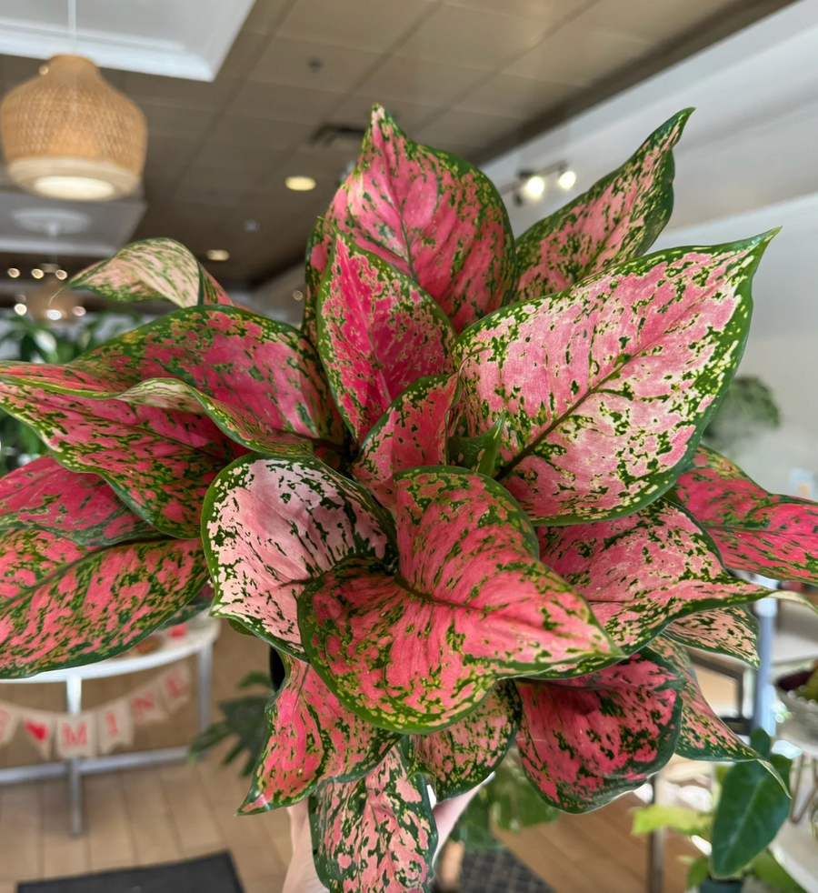 Aglaonema Ruby Ray