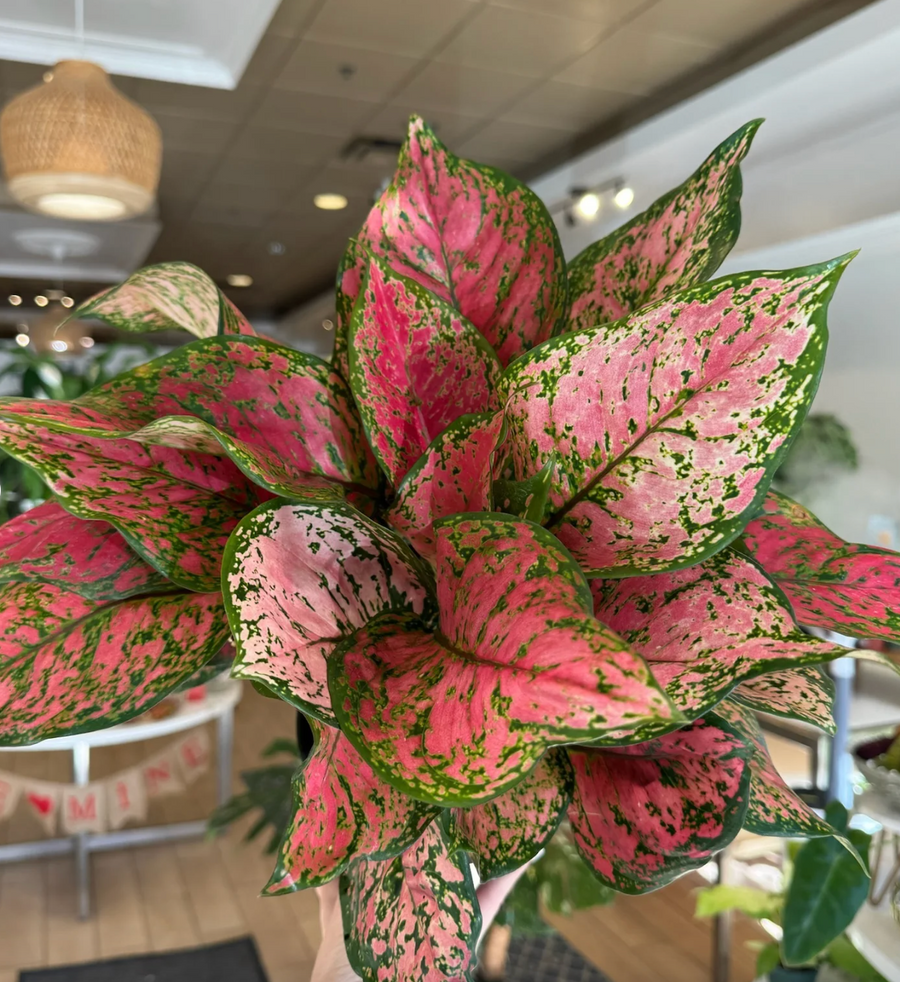 aglaonema ruby red Aglaonema Ruby Ray – Fragrance Plants and Flowers