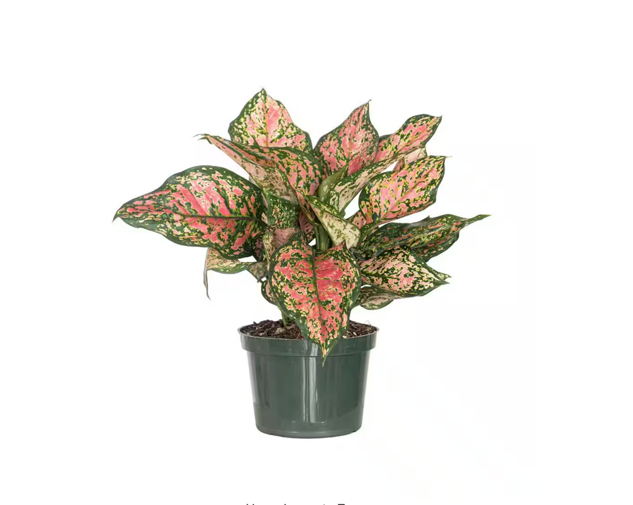 Aglaonema Ruby Ray