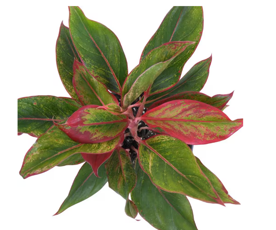 Aglaonema Sapphire Suzanne