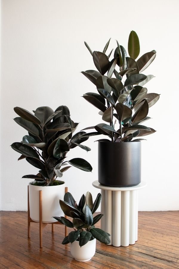 rubber tree decora Rubber Tree – Fragrance Plants and Flowers