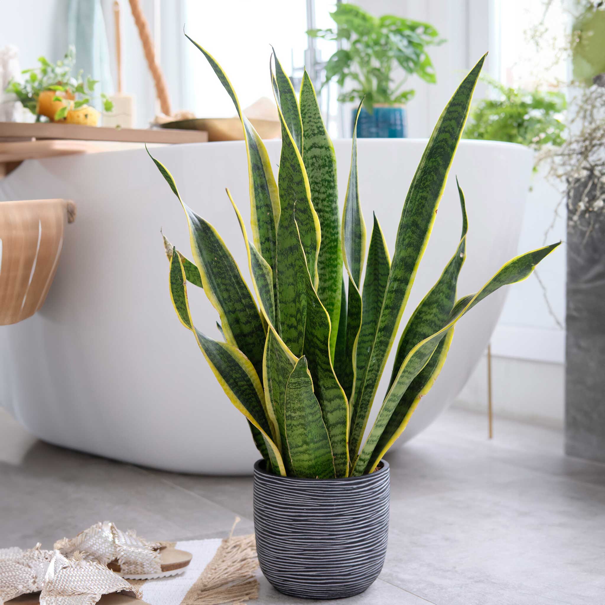 sansevieria 'snake plant Snake Plant – Fragrance Plants and Flowers