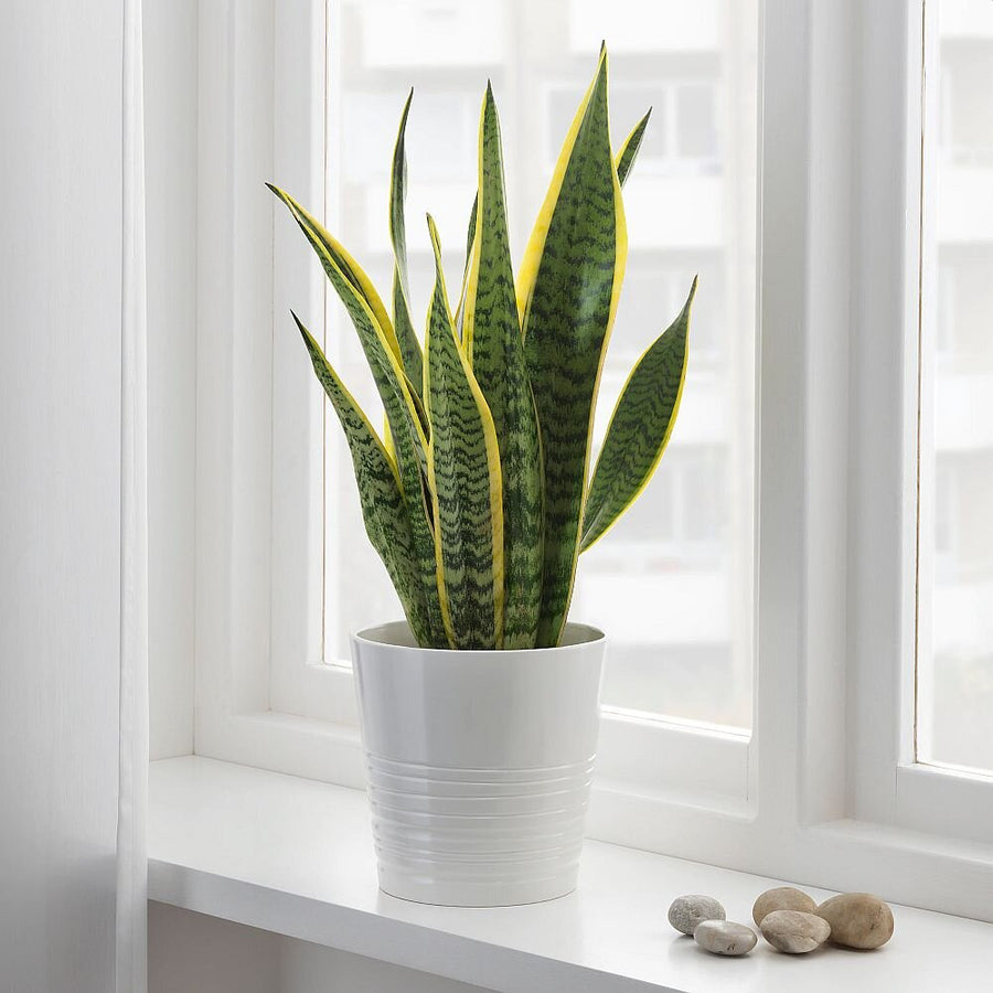 Snake Plant