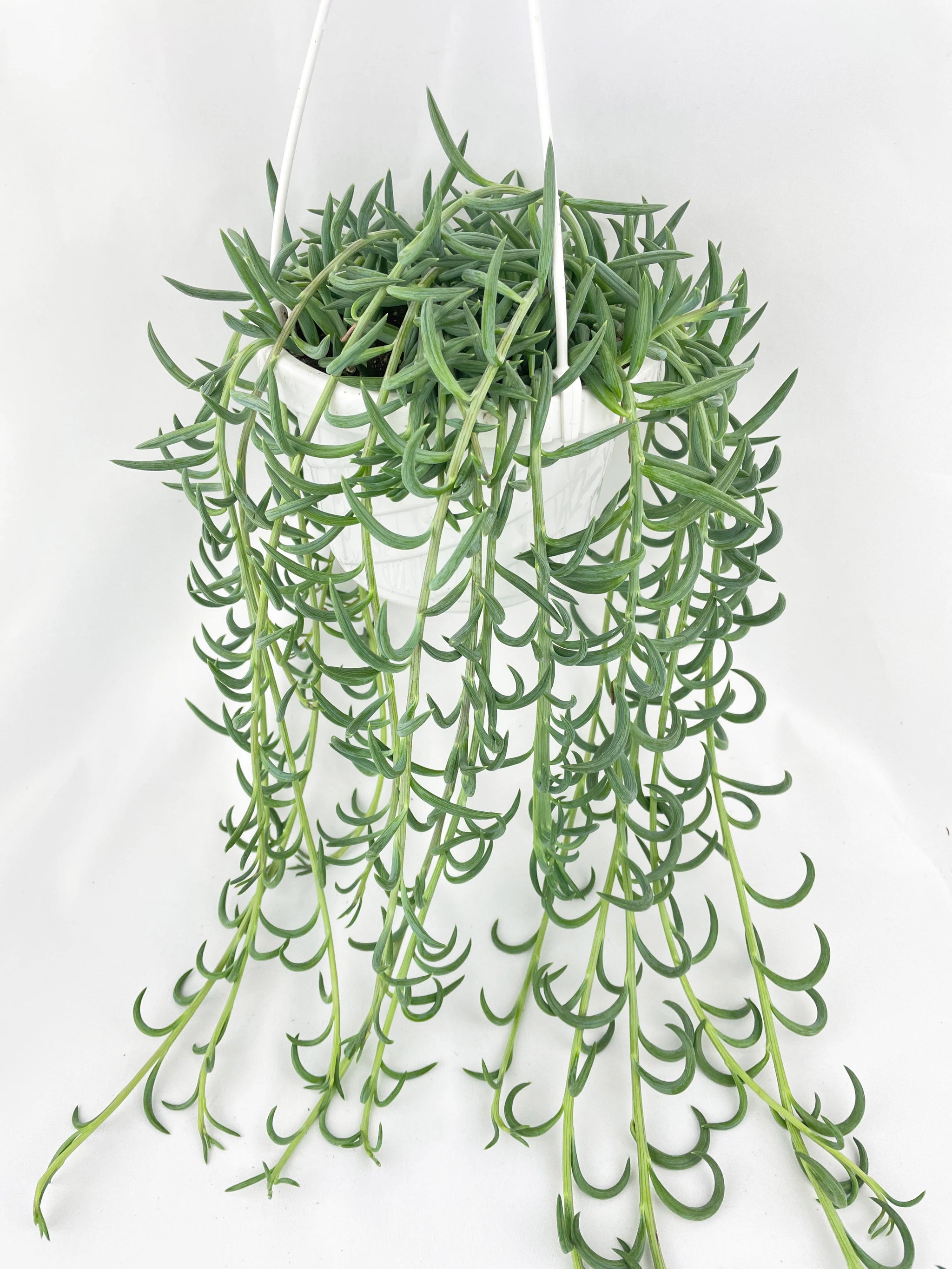 fish hook succulent plant care String of Fish Hooks – Fragrance Plants and Flowers