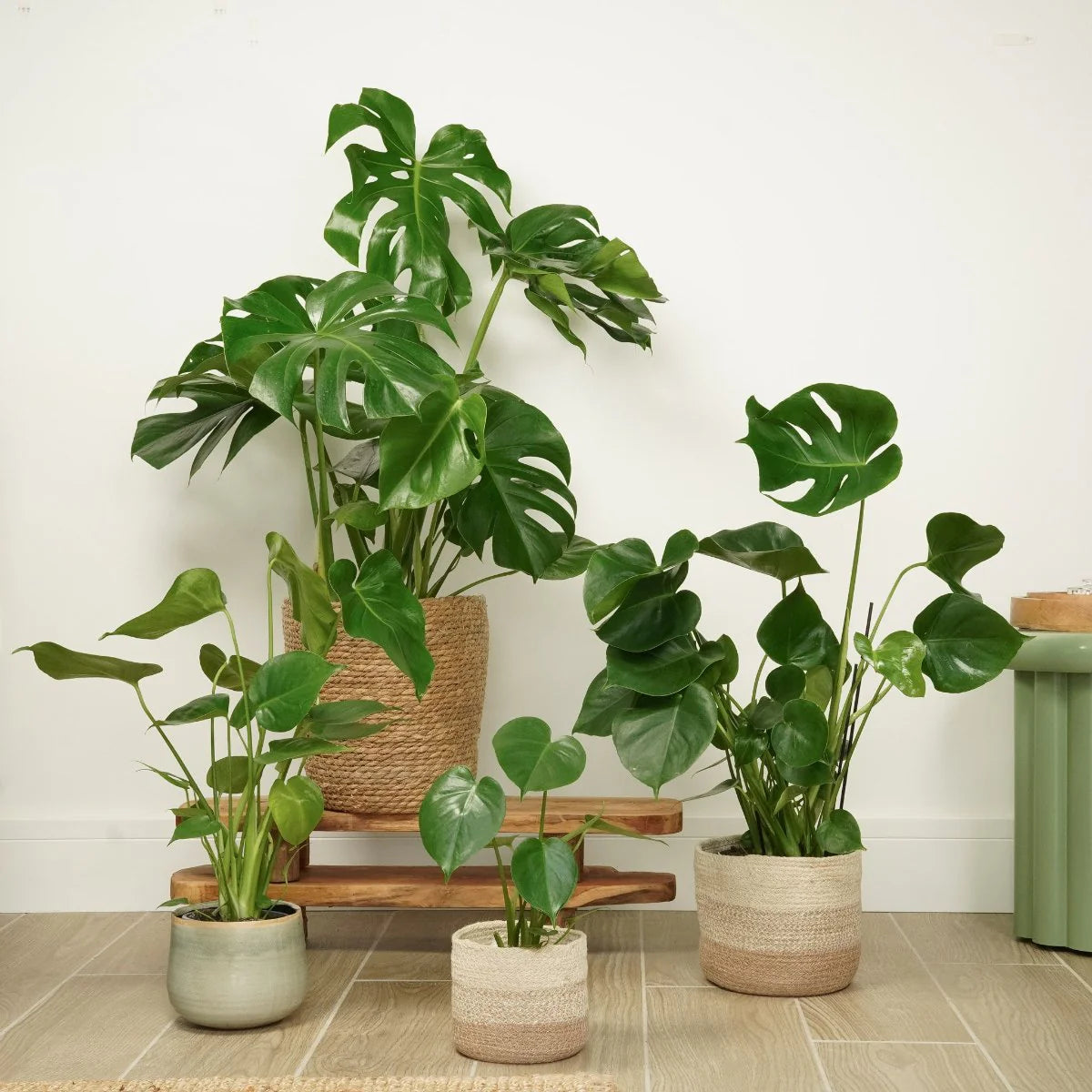 Monstera  Fragrance Plants and Flowers