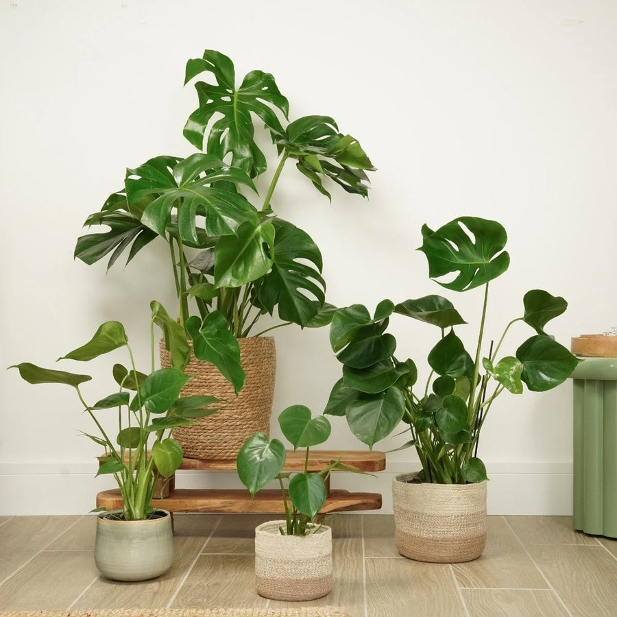 Monstera