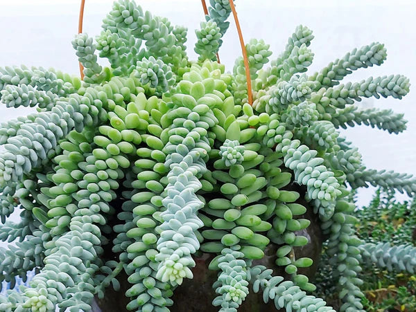 Donkey Tail Sedum