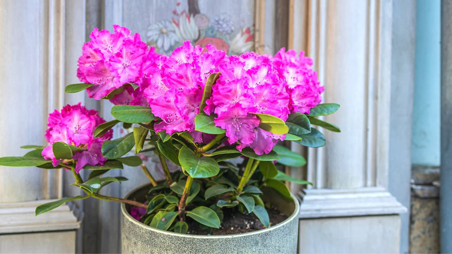 Rhododendrons