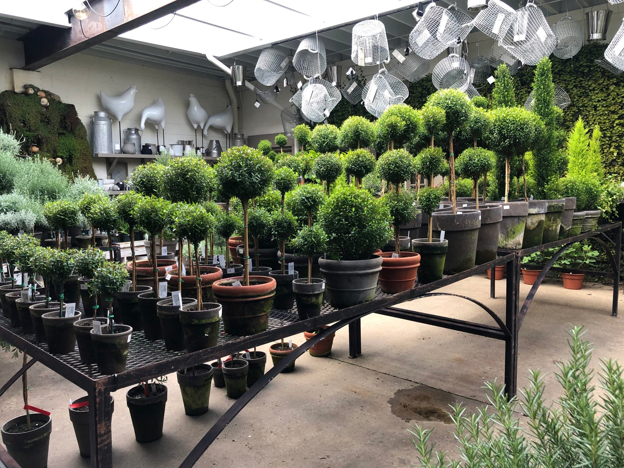 myrtle plant care indoor Myrtle Topiary – Fragrance Plants and Flowers