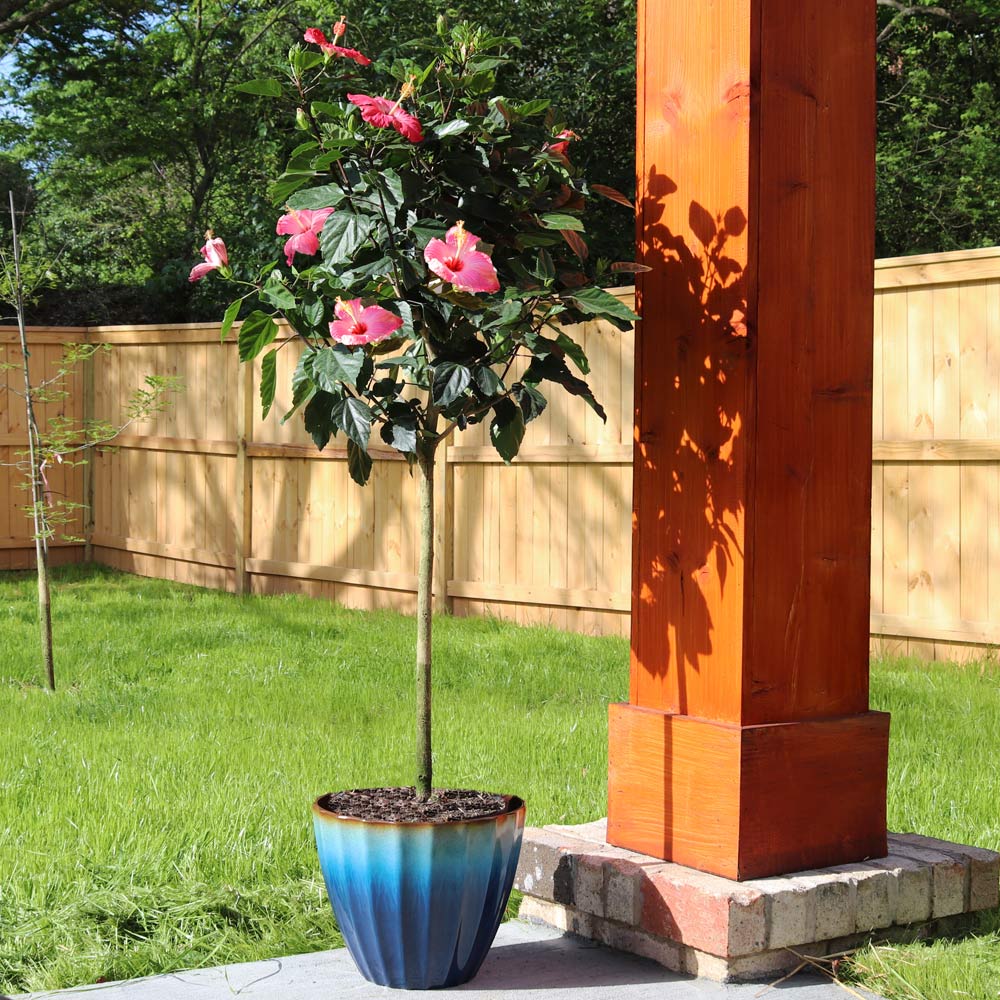 Hibiscus Tree