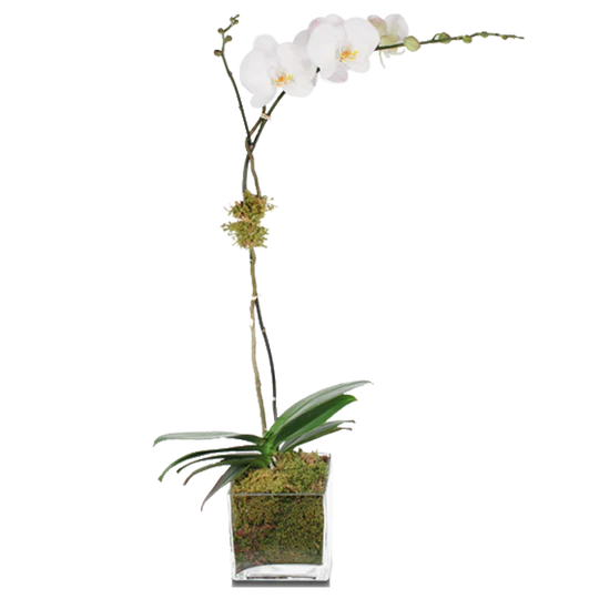 White Single, Double Orchid with Glass/ White/ Black pot