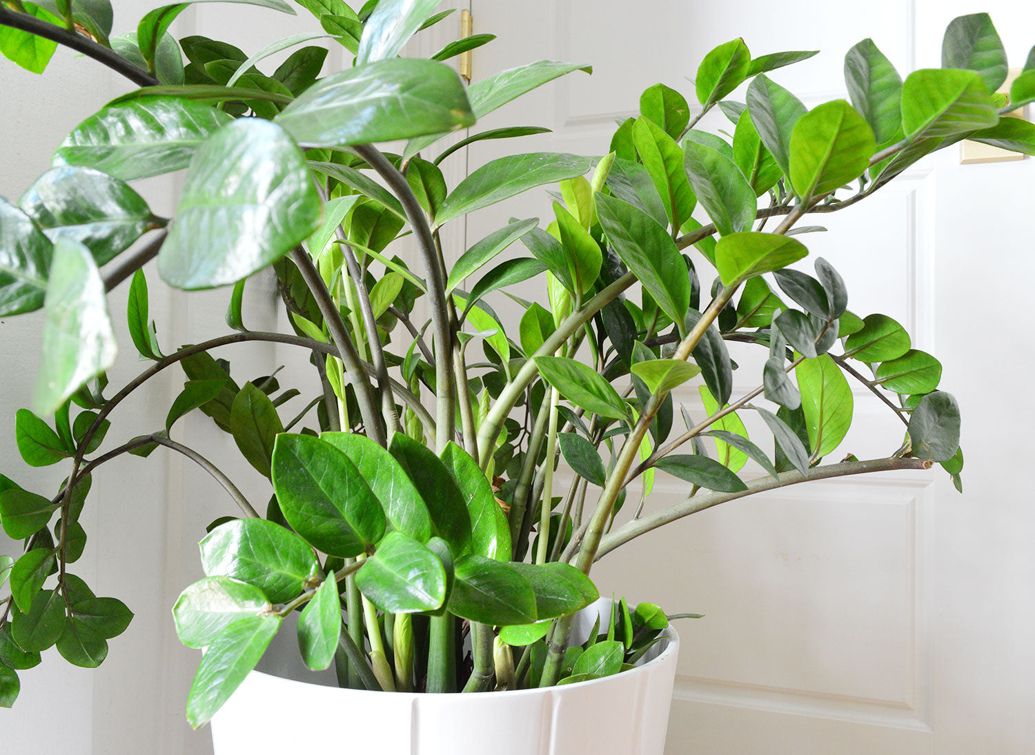 ZZ Plant – Fragrance Plants and Flowers