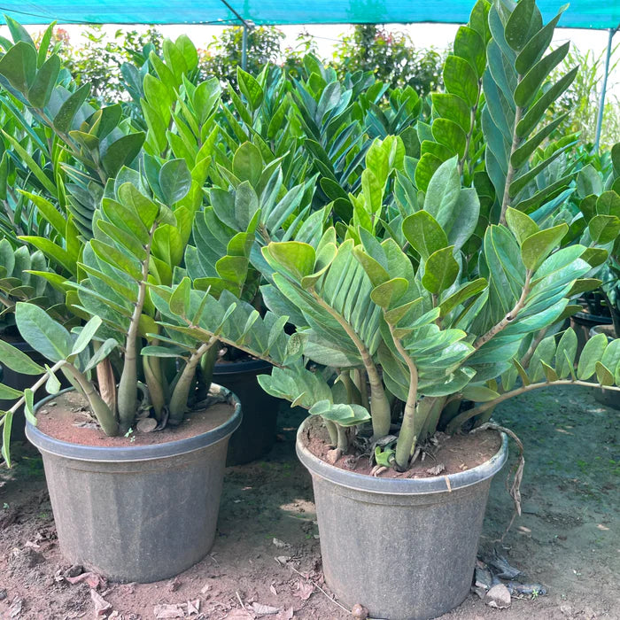 does zz plant have aroma ZZ Plant – Fragrance Plants and Flowers