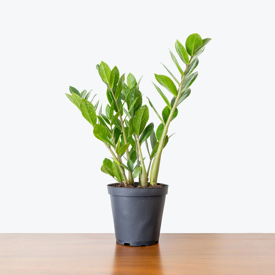 does zz plant have aroma ZZ Plant – Fragrance Plants and Flowers