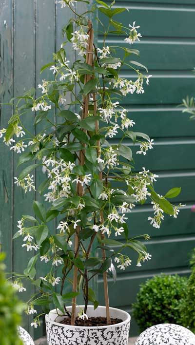 Star Jasmine Vine