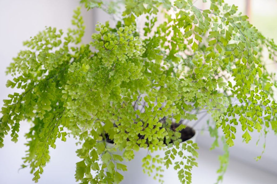 maidenhair indoor plant Maidenhair Fern – Fragrance Plants and Flowers