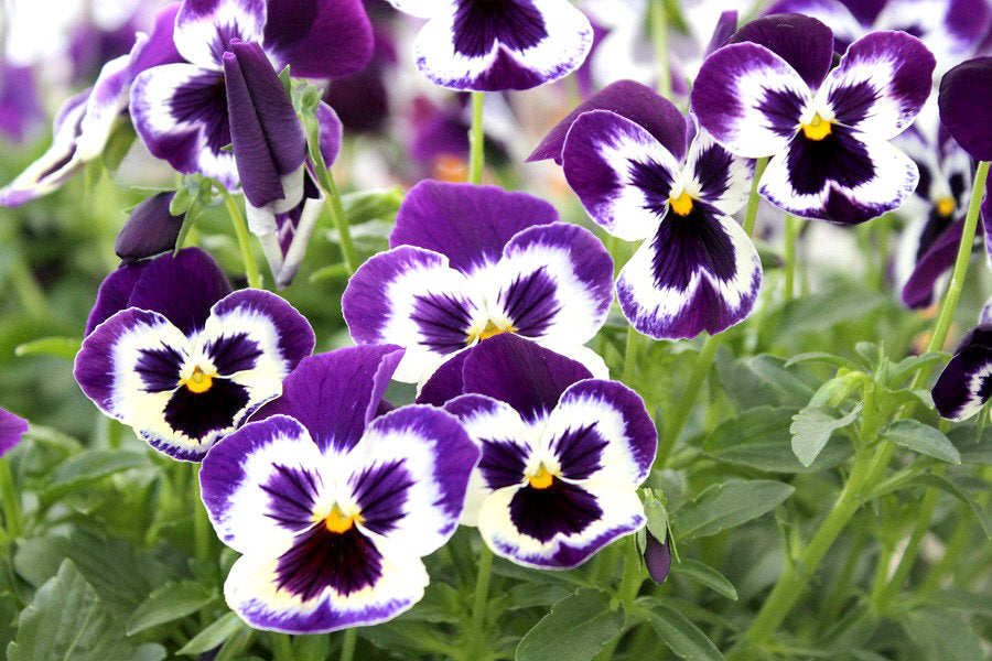 Pansies