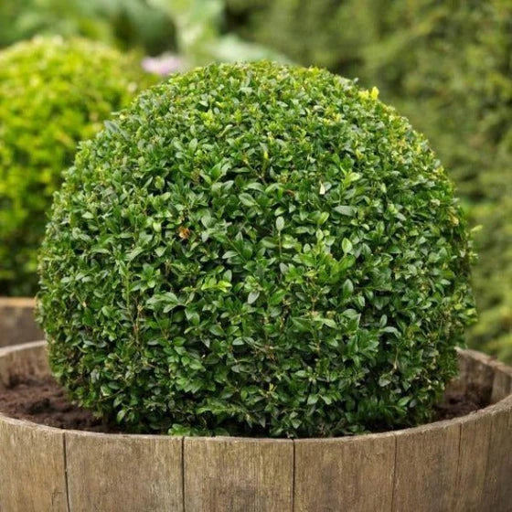 Round Boxwood