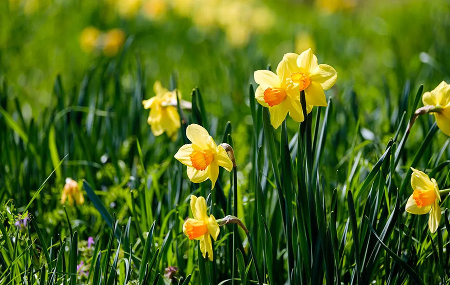 Large Daffodils