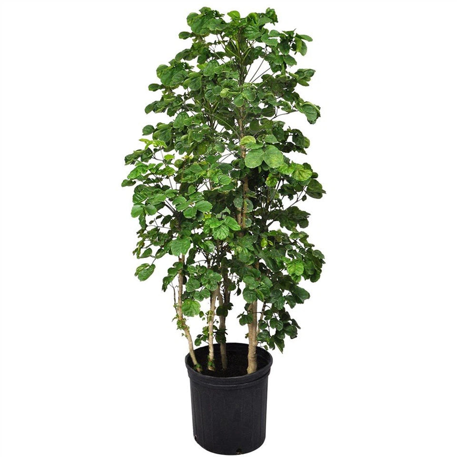 chicken gizzard plant indoor Chicken Gizzard Aralia – Fragrance Plants and Flowers