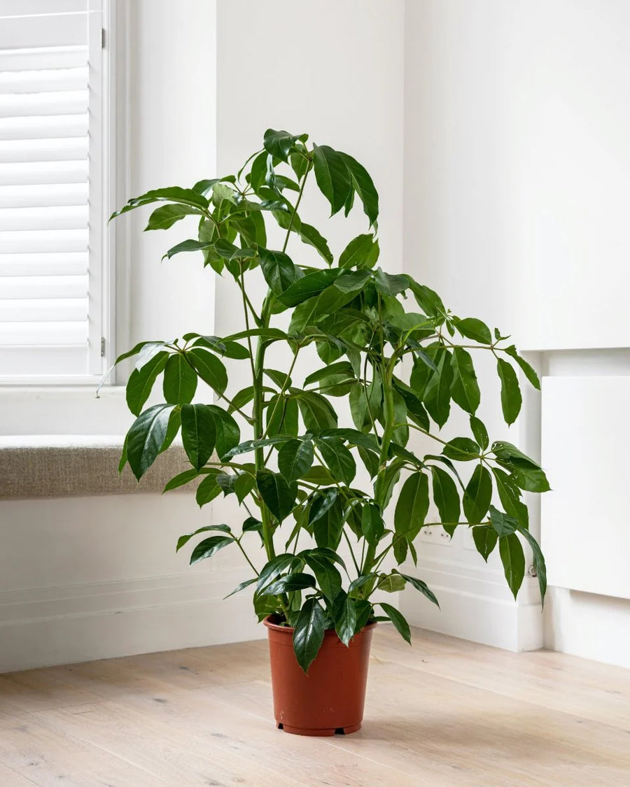 Schefflera