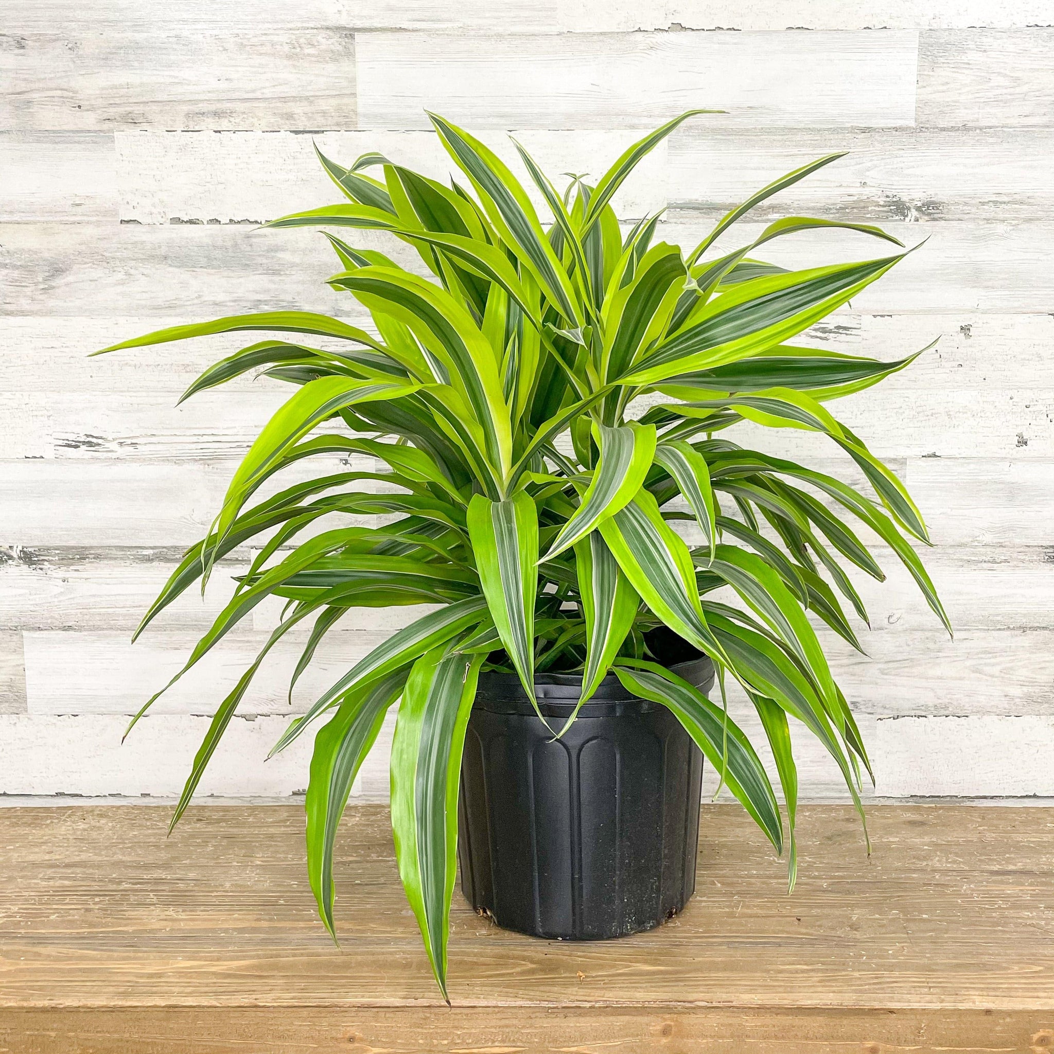 Lemon Lime Dracaena – Fragrance Plants and Flowers