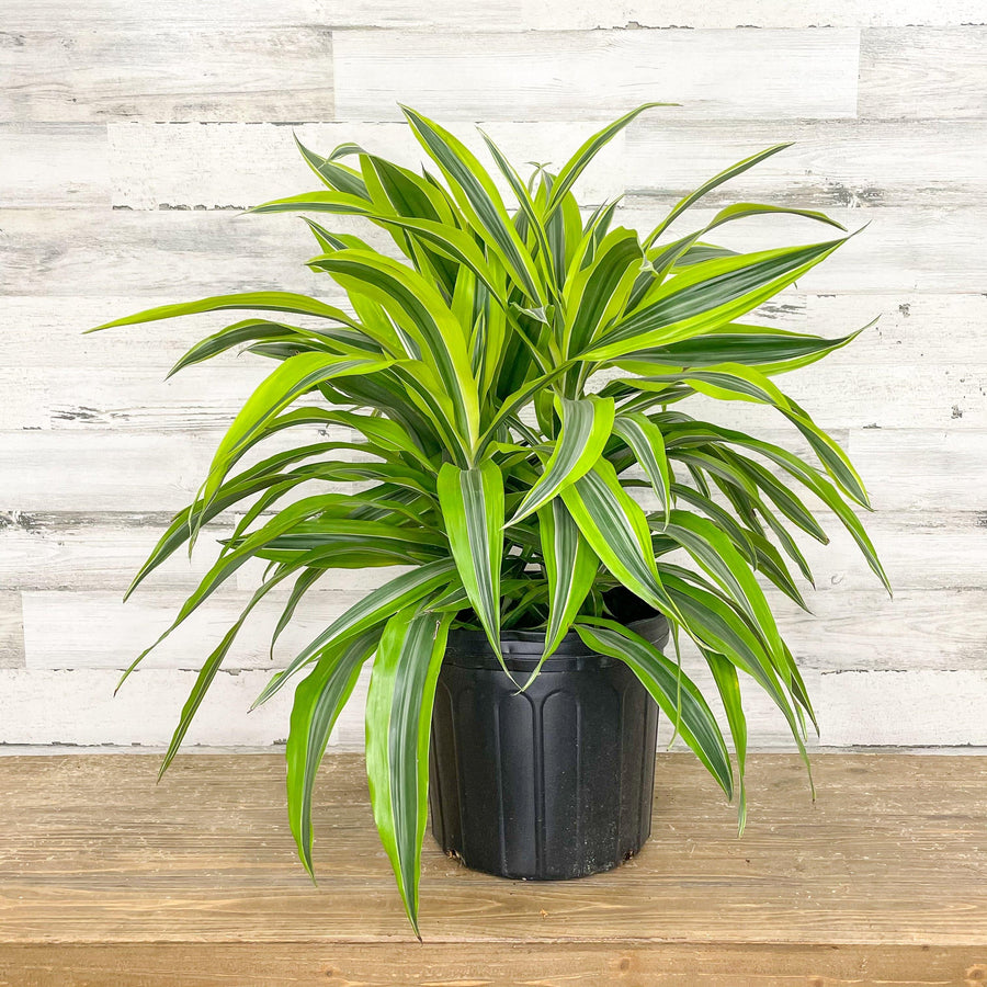 dracaena lemon lime flower Lemon Lime Dracaena – Fragrance Plants and Flowers