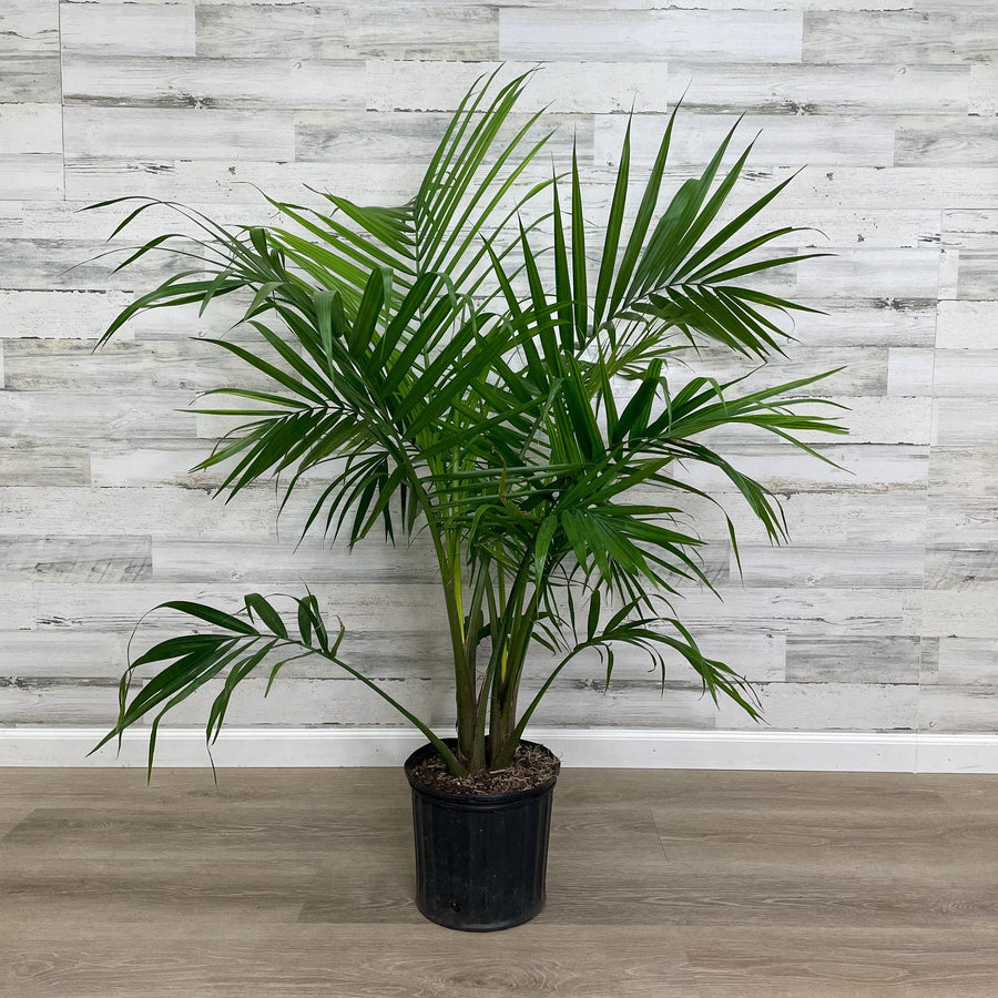 majesty palm house plants Majesty Palm – Fragrance Plants and Flowers