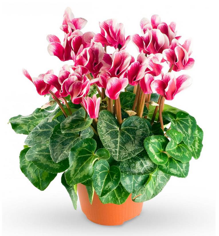 Cyclamen