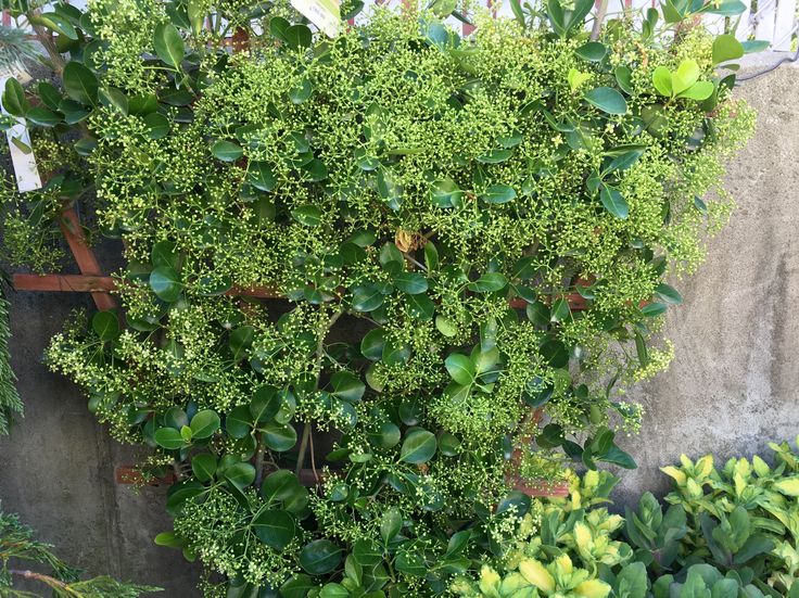 Manhattan Euonymus Trellis