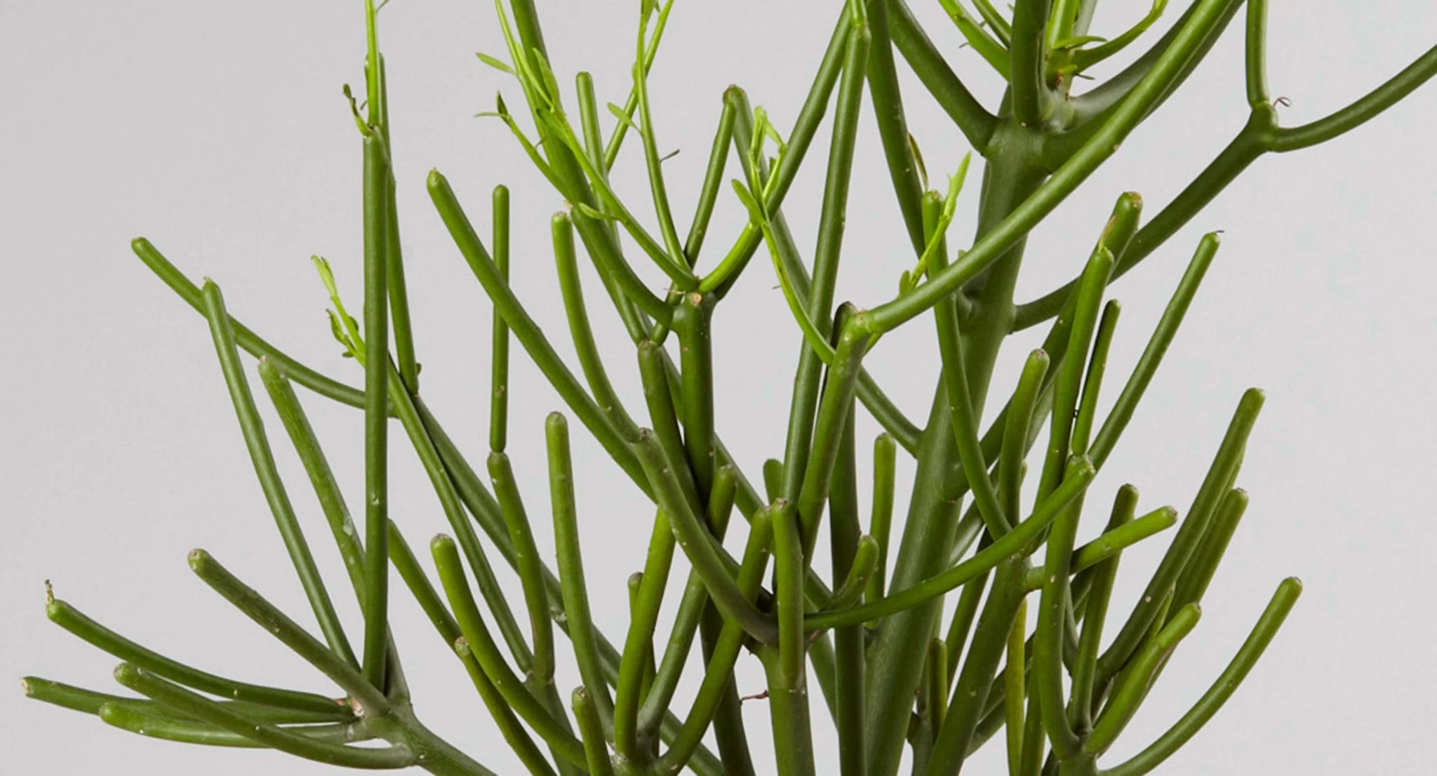 Pencil Cactus – Fragrance Plants and Flowers