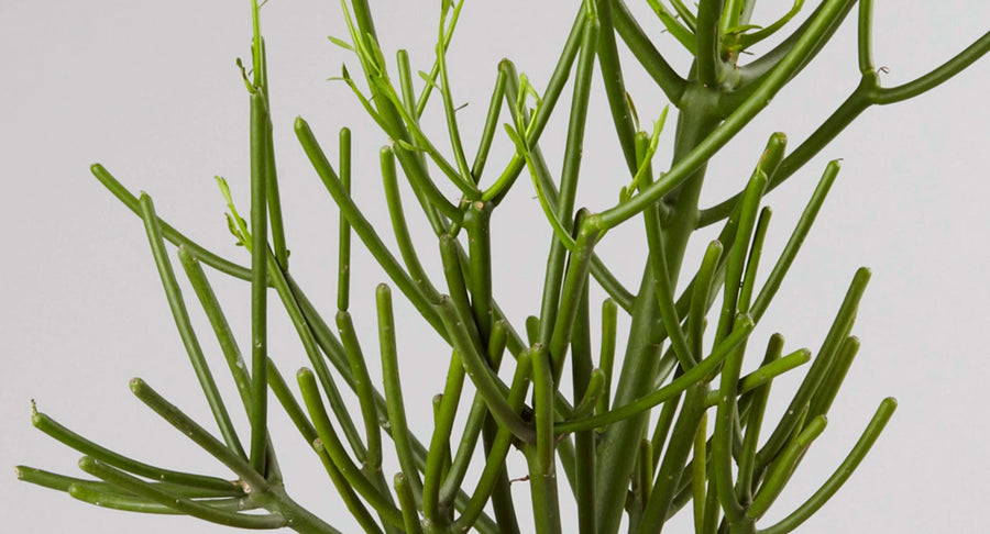 18616 pencil cactus dr Pencil Cactus – Fragrance Plants and Flowers