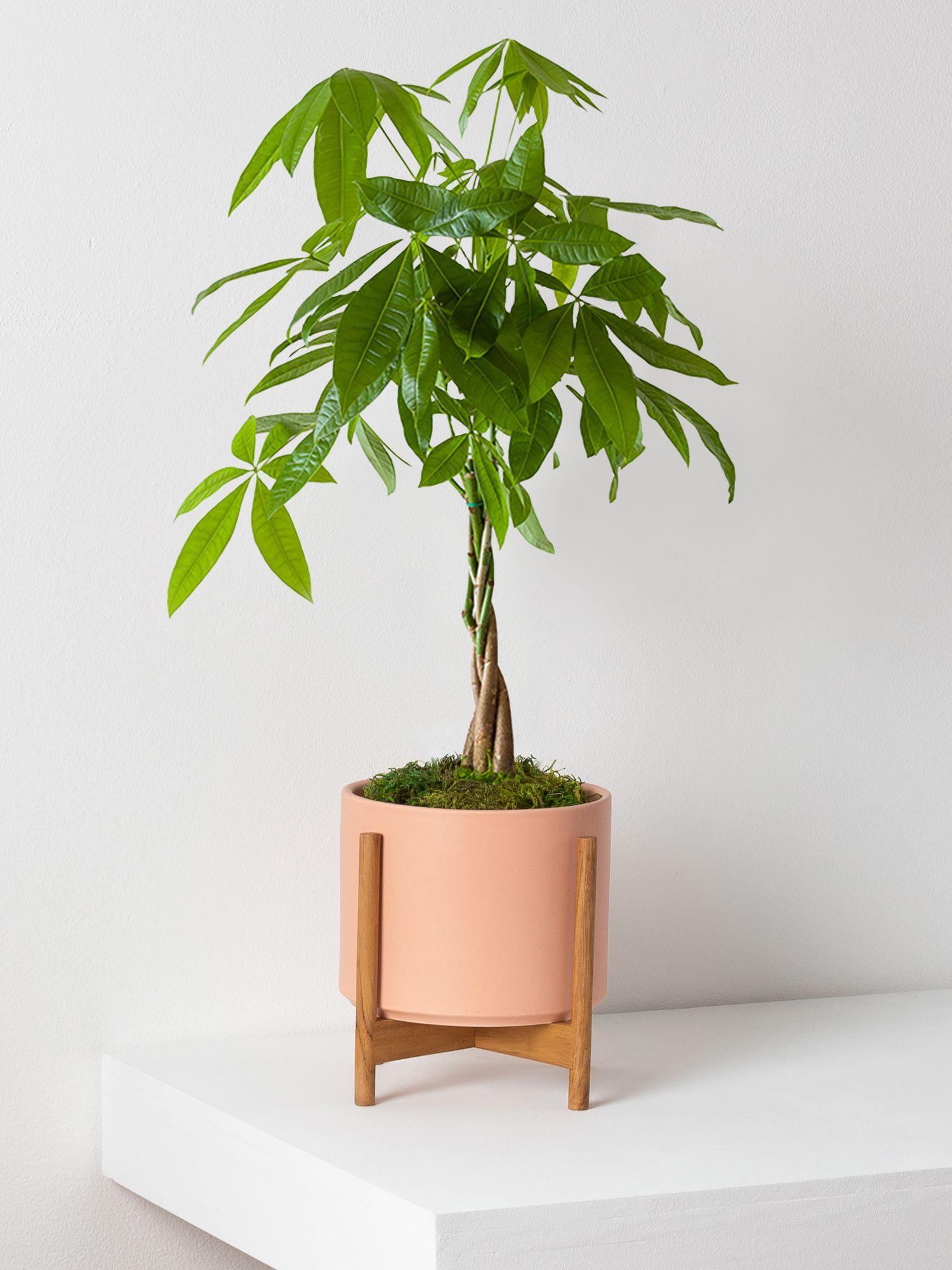 money tree grow light Money Tree – Fragrance Plants and Flowers