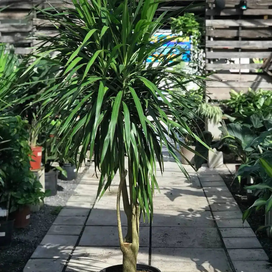 dracaena tarzan tree form Dracaena Tarzan – Fragrance Plants and Flowers