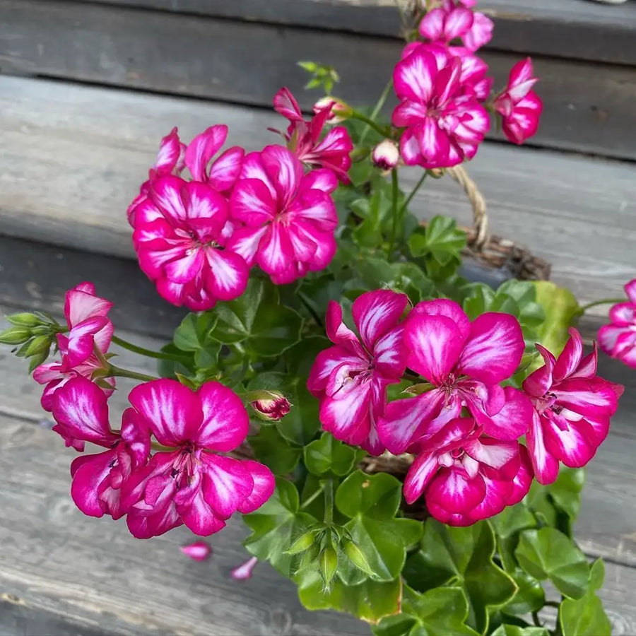 Ivy Geranium