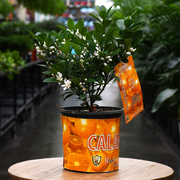 Calamondin Orange