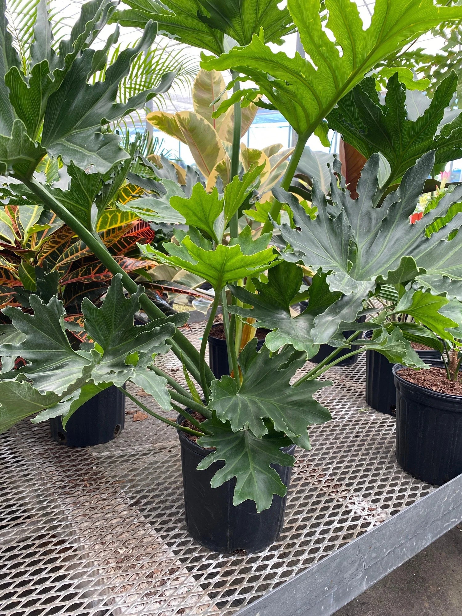 growing philodendron selloum Philodendron Selloum – Fragrance Plants and Flowers