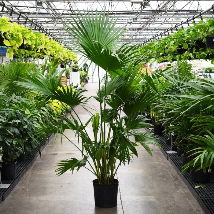 Chinese Fan Palm