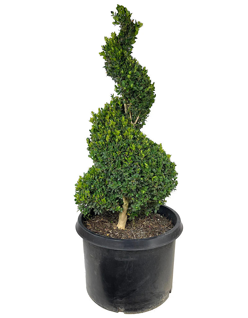 Spiral Boxwood